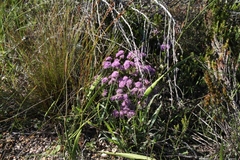 Agathosma serpyllacea