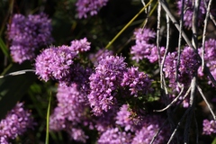 Agathosma serpyllacea