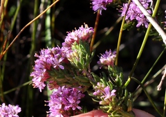 Agathosma serpyllacea