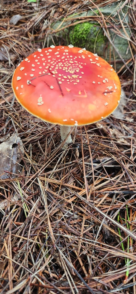 Amanita muscaria · March 2025 · photo: © sam-speight (iNaturalist, cc-by-sa)