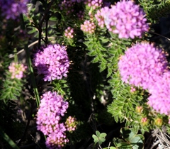 Agathosma serpyllacea