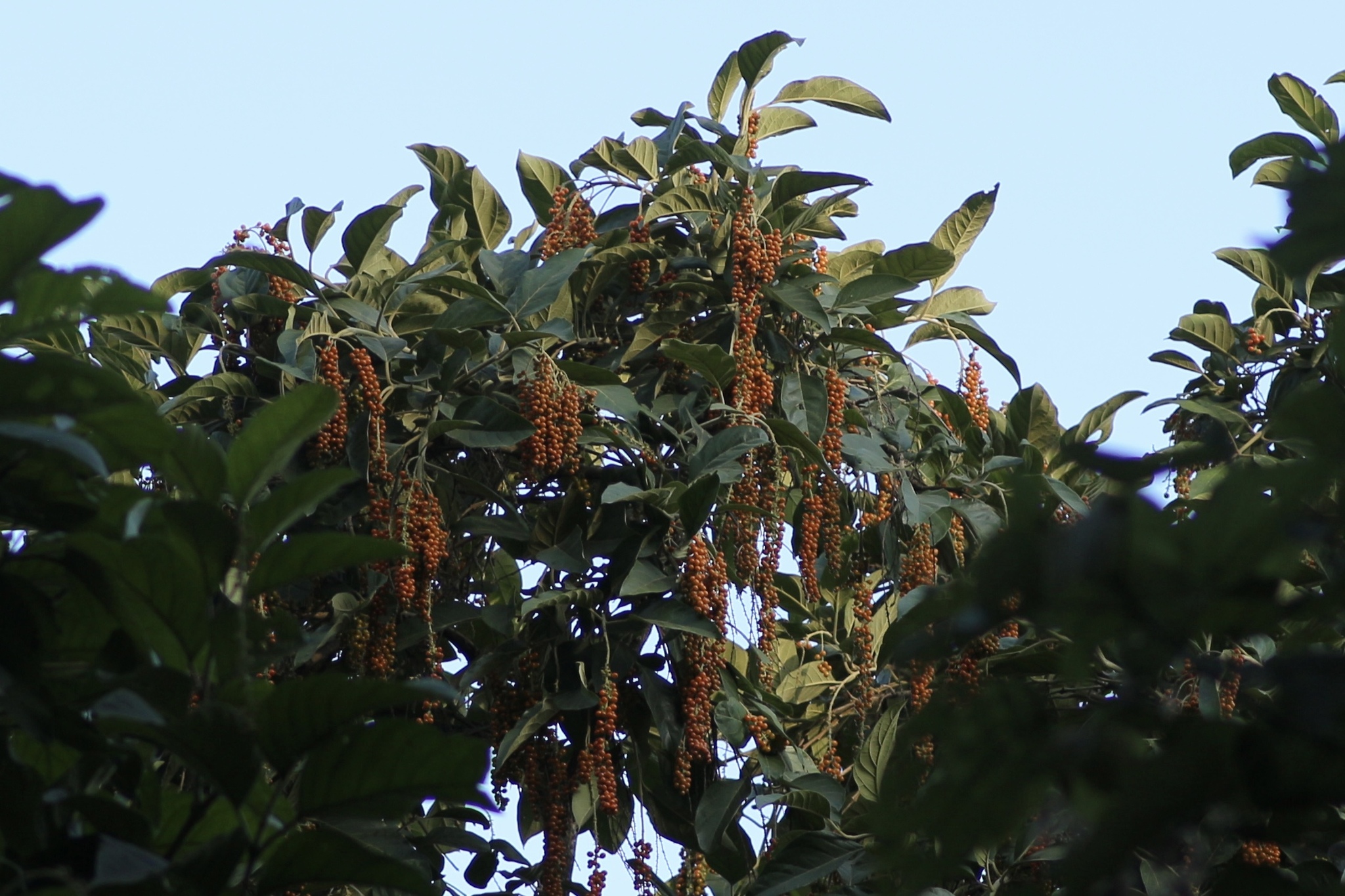 Foto de Citharexylum donnell-smithii Greenm.