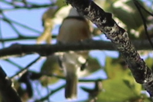 Chestnut-sided Shrike-Vireo (Vireolanius melitophrys), photo 7
