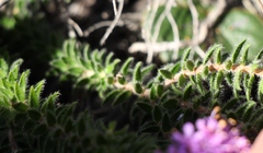 Agathosma serpyllacea