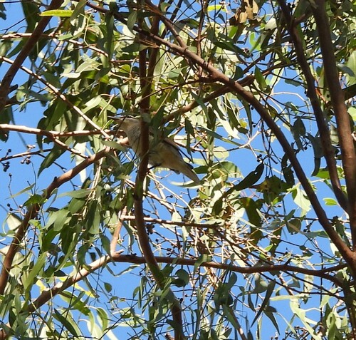 Sahul Cicadabird (Edolisoma tenuirostre), photo 10