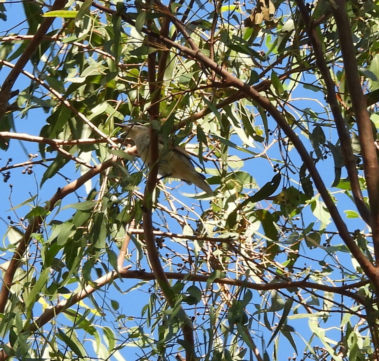 Sahul Cicadabird (Edolisoma tenuirostre), photo 8