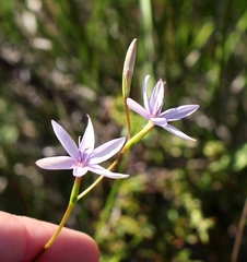 Hesperantha fibrosa