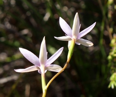 Hesperantha fibrosa