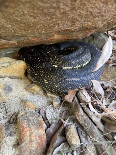 Diamond Python sighting