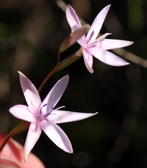 Hesperantha fibrosa