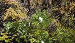 Paranomus abrotanifolius