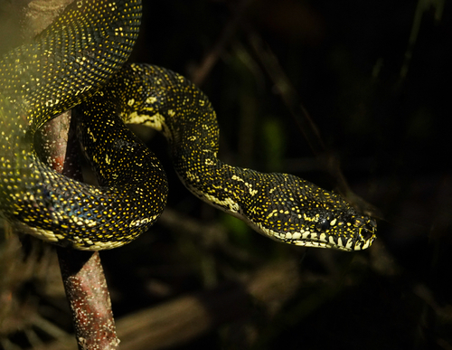 Diamond Python sighting