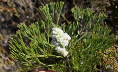 Paranomus abrotanifolius