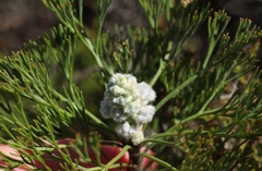 Paranomus abrotanifolius