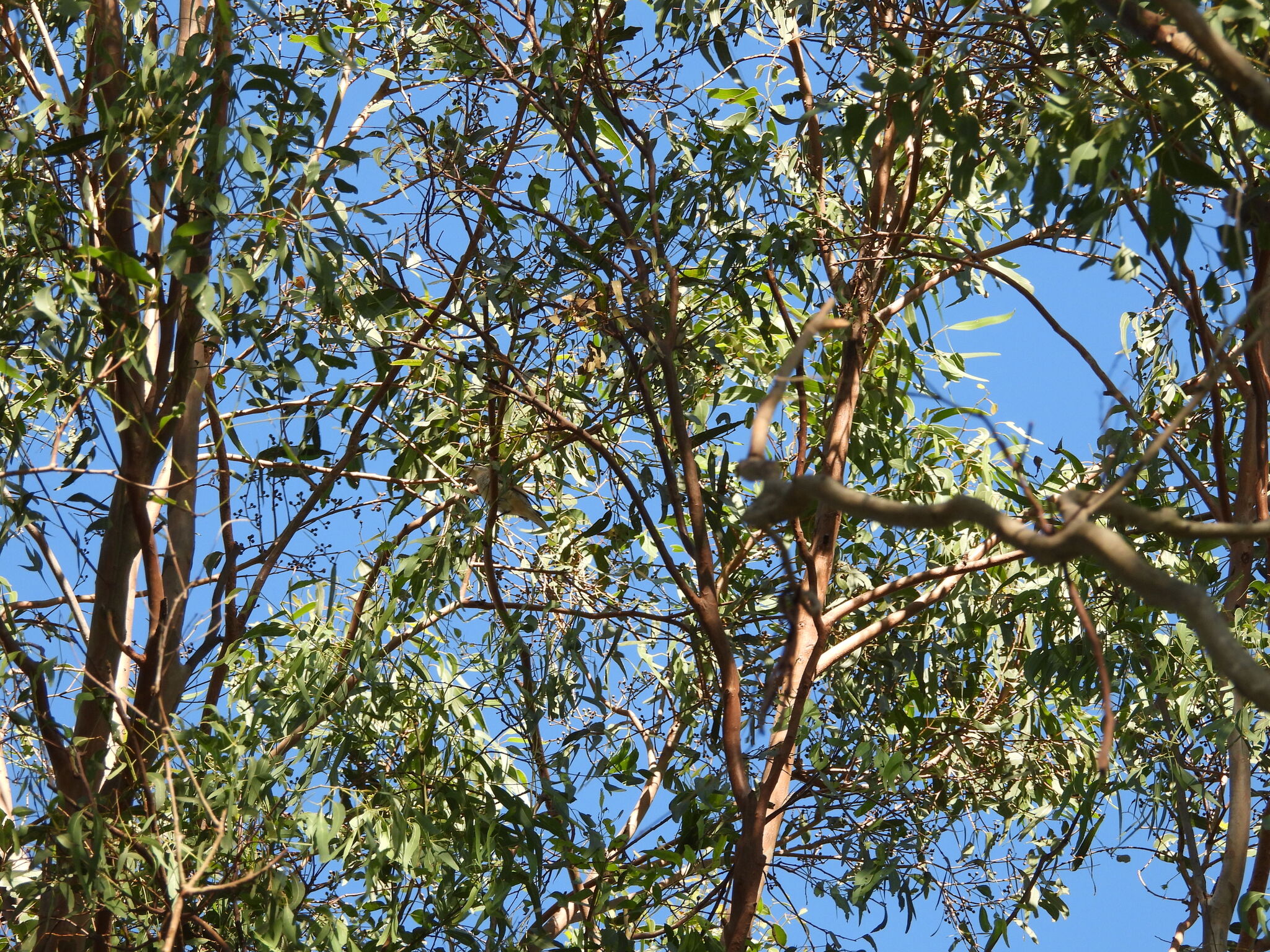 Sahul Cicadabird (Edolisoma tenuirostre), photo 9