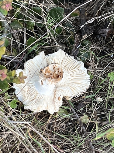iNaturalist observation photo of Fungi Including Lichens
