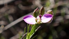 Polygala umbellata