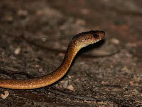 Brown Tree Snake sighting