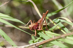 Decticus albifrons