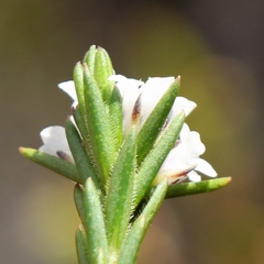 Euchaetis schlechteri