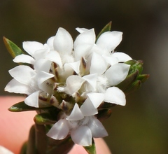 Euchaetis schlechteri