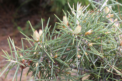 Hakea gibbosa