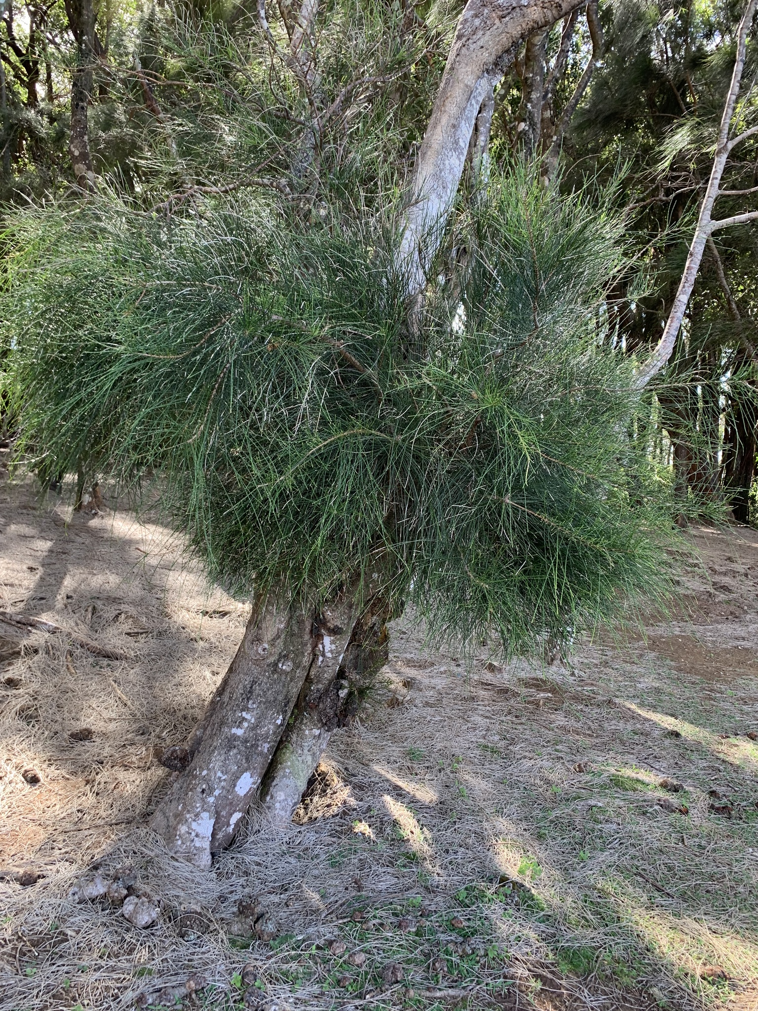 Casuarina