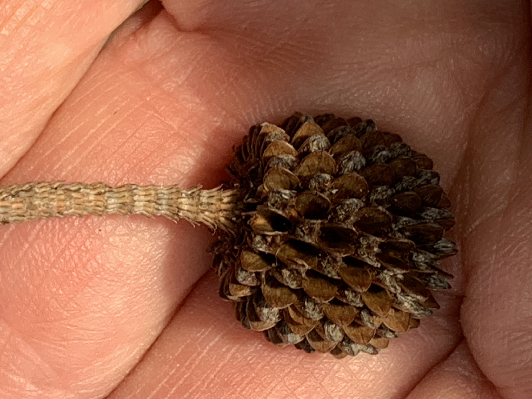 Casuarinaページです Casuarina