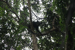 Arctictis binturong