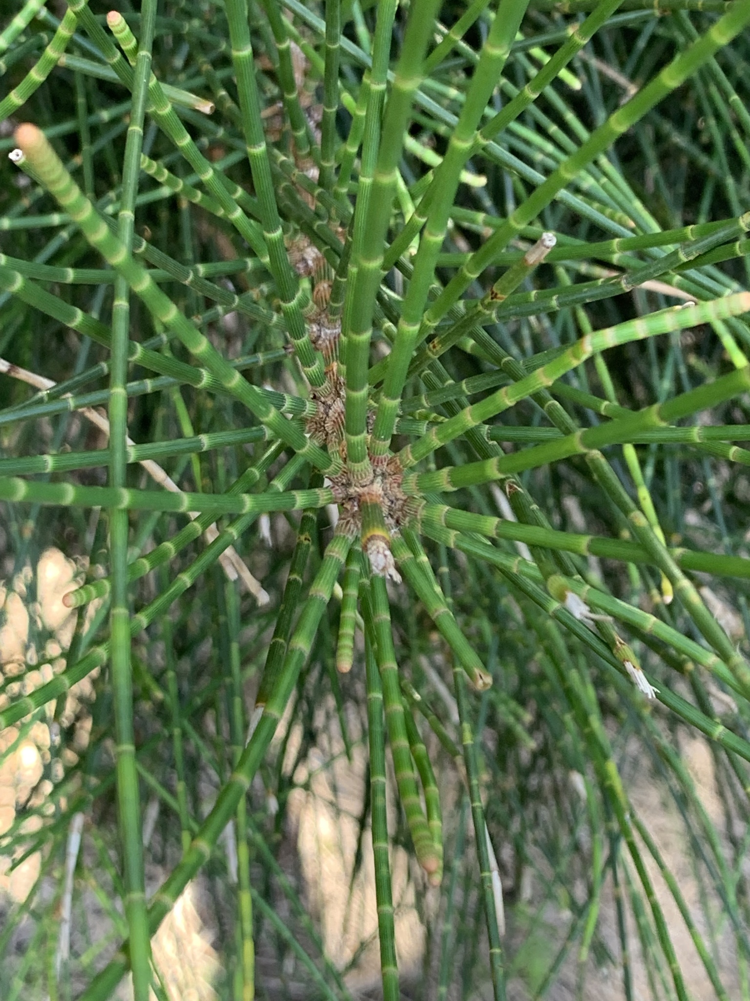 Casuarina