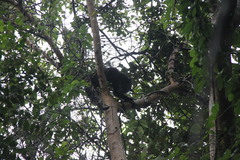 Arctictis binturong