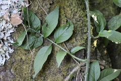 author not stated, no rights reserved Solanum wendlandii, photograph author not stated, no rights reserved