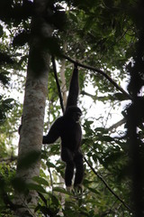 Hylobates lar