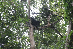 Arctictis binturong