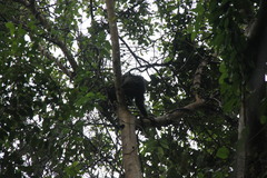 Arctictis binturong