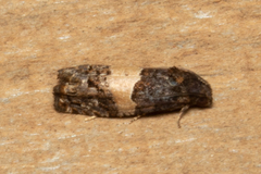 Epiblema tripartitana