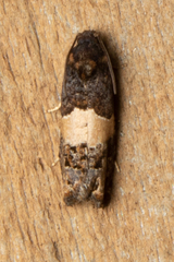 Epiblema tripartitana