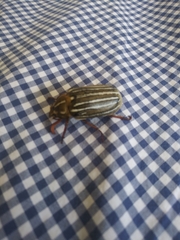 Polyphylla decemlineata