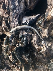 Cryptoblepharus eximius