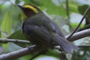 Golden-browed Warbler (Basileuterus belli), photo 4