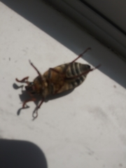 Polyphylla decemlineata