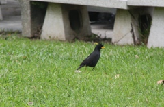 Acridotheres grandis