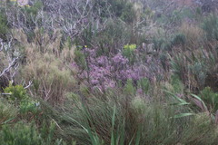 Erica hirtiflora hirtiflora