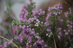 Erica hirtiflora hirtiflora