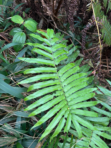 Menisciopsis cyatheoides observed 2025-03-14
