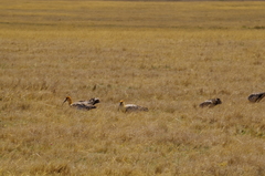 Theristicus branickii