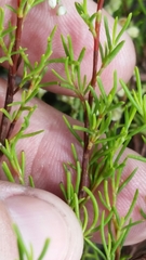 Polygonum dentoceras