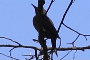 Guatemalan Flicker (Colaptes mexicanoides), photo 3