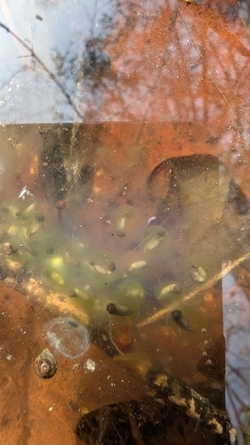Image of Oophila amblystomatis by (c) Alina Martin, some rights reserved (CC BY)