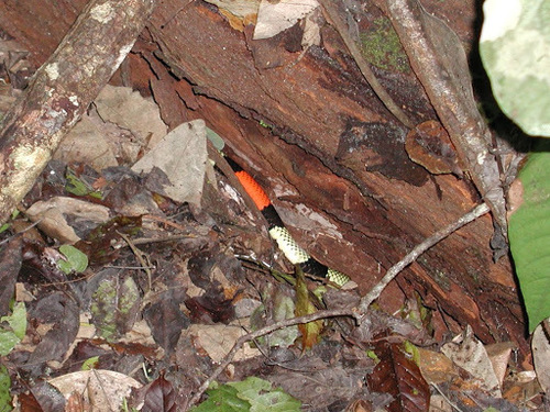 Micrurus obscurus